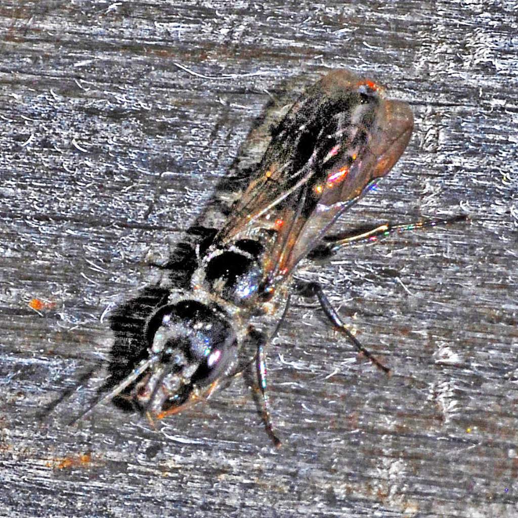 Una vespetta tutta nera: Chelostoma sp., femmina (Apidae Megachilinae)